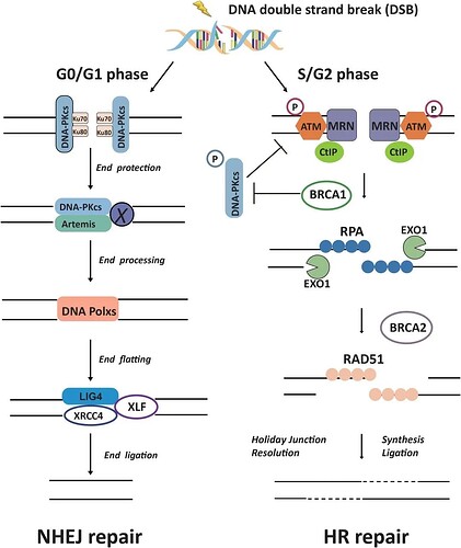 典型DNA双链断裂的修复途径
