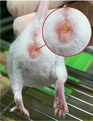 小鼠阴道栓示意图