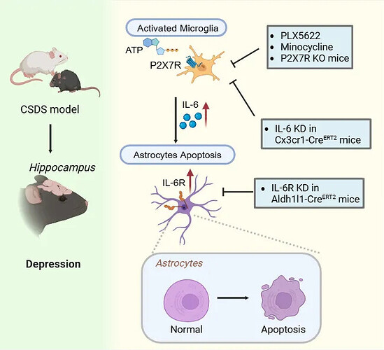 示意图：海马脑区小胶质细胞释放的IL-6诱导星形胶质细胞凋亡并介导焦虑抑郁样行为