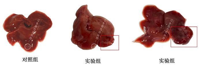 图 2： 原位肝癌模型肝脏示意图