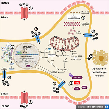 doi:10.1007/s12035-022-02799-2