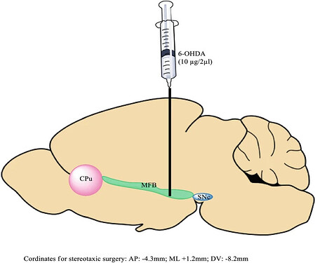 doi:10.1007/978-1-0716-3662-6_33