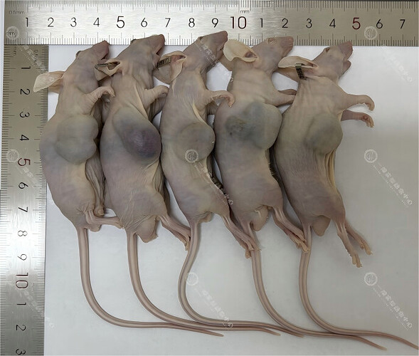 图 4：HepG2 皮下瘤模型