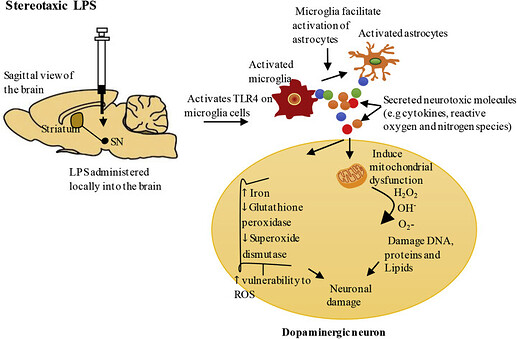 doi: 10.1016/j.bbih.2020.100060