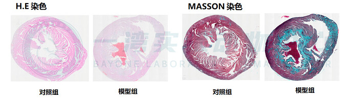 数据来源:一湾实验动物中心