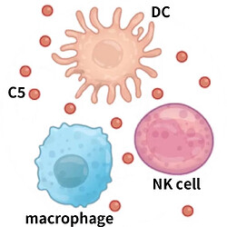 图3 NOD小鼠免疫异常细胞