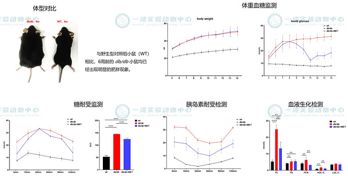 二型糖尿病模型（db/db ）模型验证
