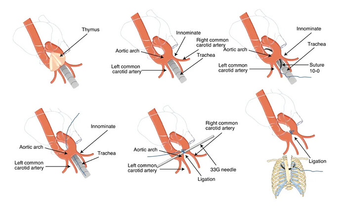 图源：Malek Mohammadi M, et al., Nat Protoc, 2019