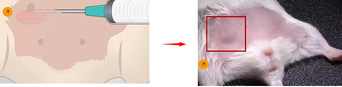 原位乳腺癌模型