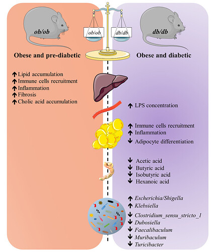 图4 ob/ob和db/db小鼠表型比较