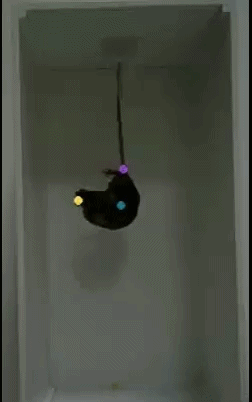 ezgif.com-video-to-gif-converter (6)