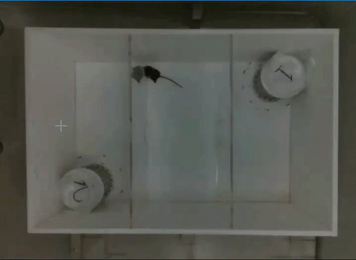 ezgif.com-video-to-gif-converter (9)